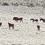 Day 4: Pockets Hut to Ghost Gully Campground 1/12/19