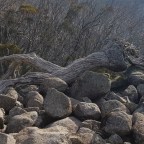 Day 12: Guthega Power Station to Whites River Hut 9/12/19