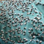 Day 18: Cowombat Flat to Stony Creek 15/12/19