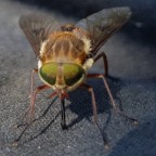 Day 21: Mt Hope Road to Corner Creek 12kms 18/12/19