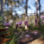 Day 27: Selwyn Creek Road to East Buffalo Road 24/12/19
