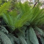 Day 29: Mt Sunday Road to Jamieson Licola Road 26/12/19