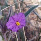Day 7: Finke River to Ormiston Gorge 12/08/2020
