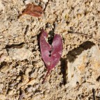 Day 1: Namadgi Visitor Centre to Orroral Space Tracking Station Site – 28kms, 7 hrs 45, 38k steps, 1307m ascent, 986m descent,&nbsp; 0 snakes,&nbsp; 7 people