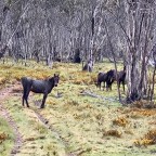 Day 14: Tin Mine Huts to Cowombat Flat Track 34kms, 9 hours, 50k steps, 1170 ascent, 0 people