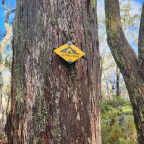 Day 15: Cowombat Flat Track to Mt Hope Road 33.4kms, 11.5 hours, 49k steps, 1332m ascent, 0 people, 1 emu with his babies