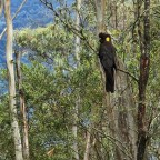Day 18: Benambra-Corryong Road to Omeo Highway 34kms,11 hours, 1,876m ascent, 50k steps, 0 snakes, 3 through hikers (hello again Scott, Jake and Seb)