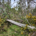 Day 31: Low Saddle to Jamieson Licola Road 28kms, 9 hours, 1497m ascent, 43k steps, 2 snakes, 0 hikers