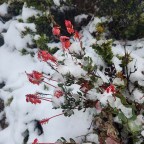 Pelion Hut to Windy Ridge Hut